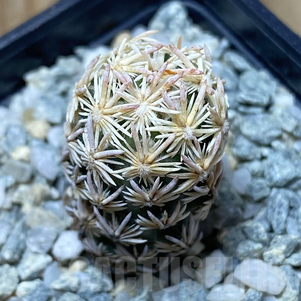 SH9284 Escobaria nellieae v. minima