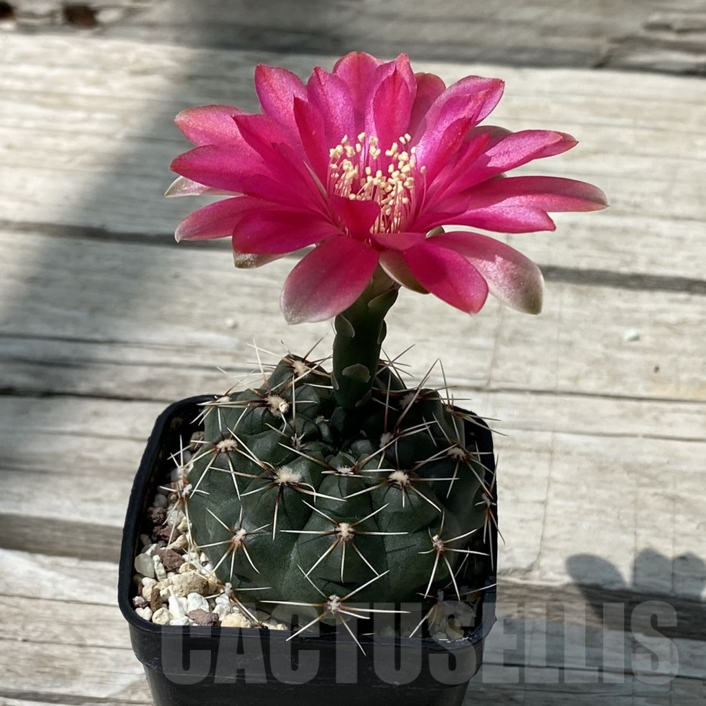 SH9274 Gymnocalycium baldianum - Image 2