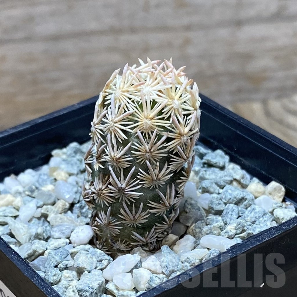 SH9284 Escobaria nellieae v. minima - Image 2