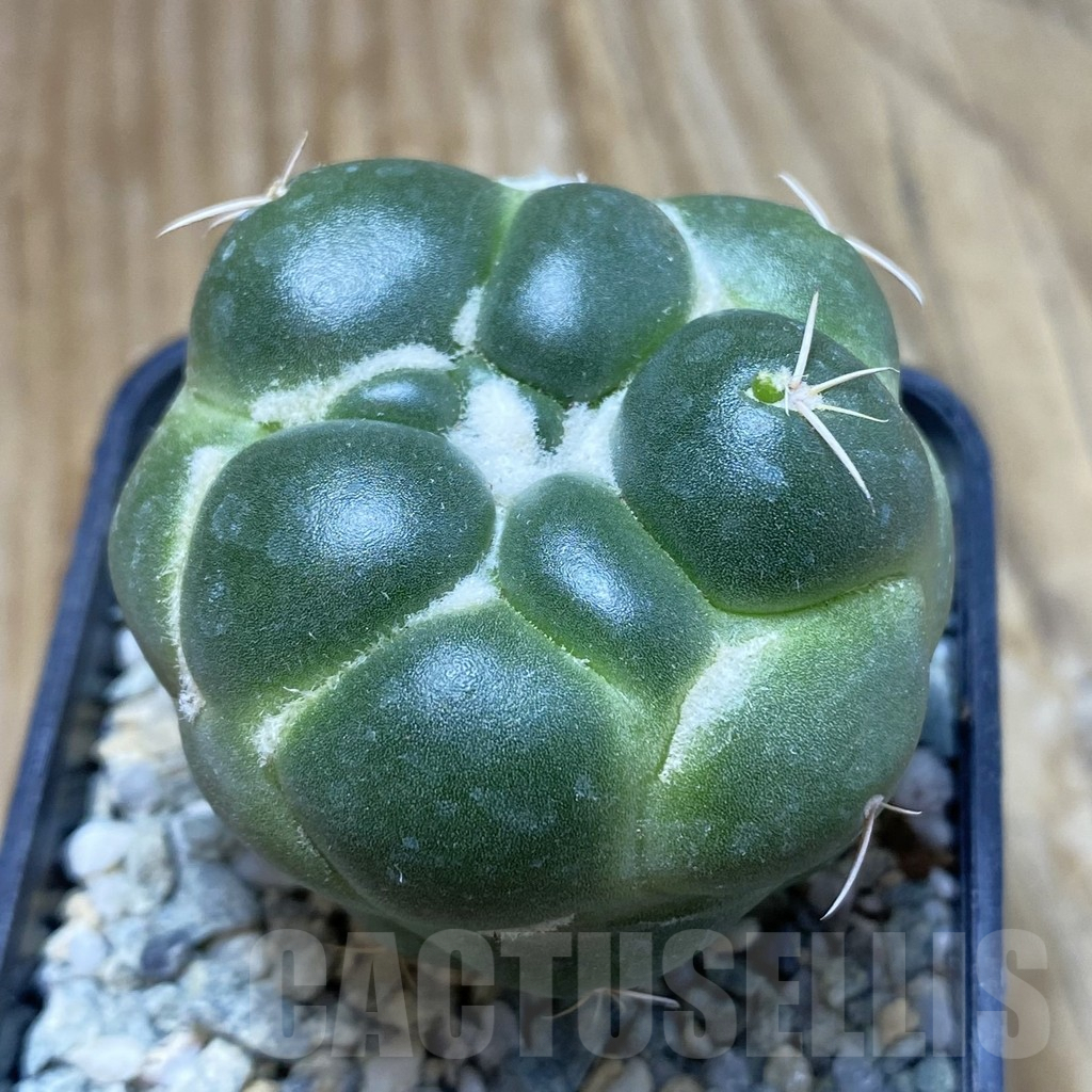 SH9285 Coryphantha elephantidens ‘inermis’