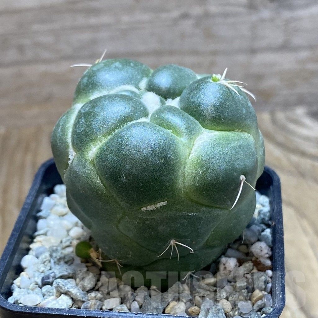 SH9285 Coryphantha elephantidens ‘inermis’ - Image 2