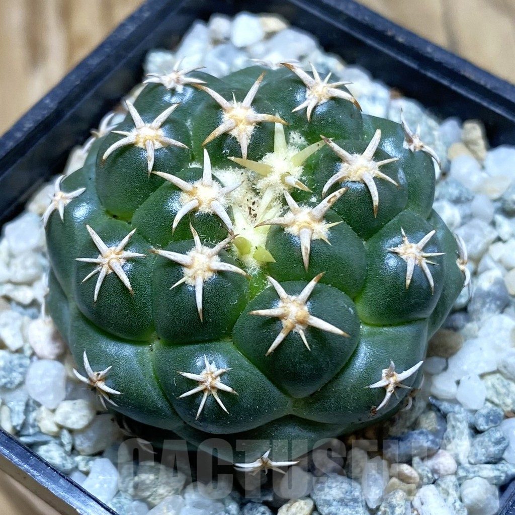 SH9286 Coryphantha elephantidens ‘Family’