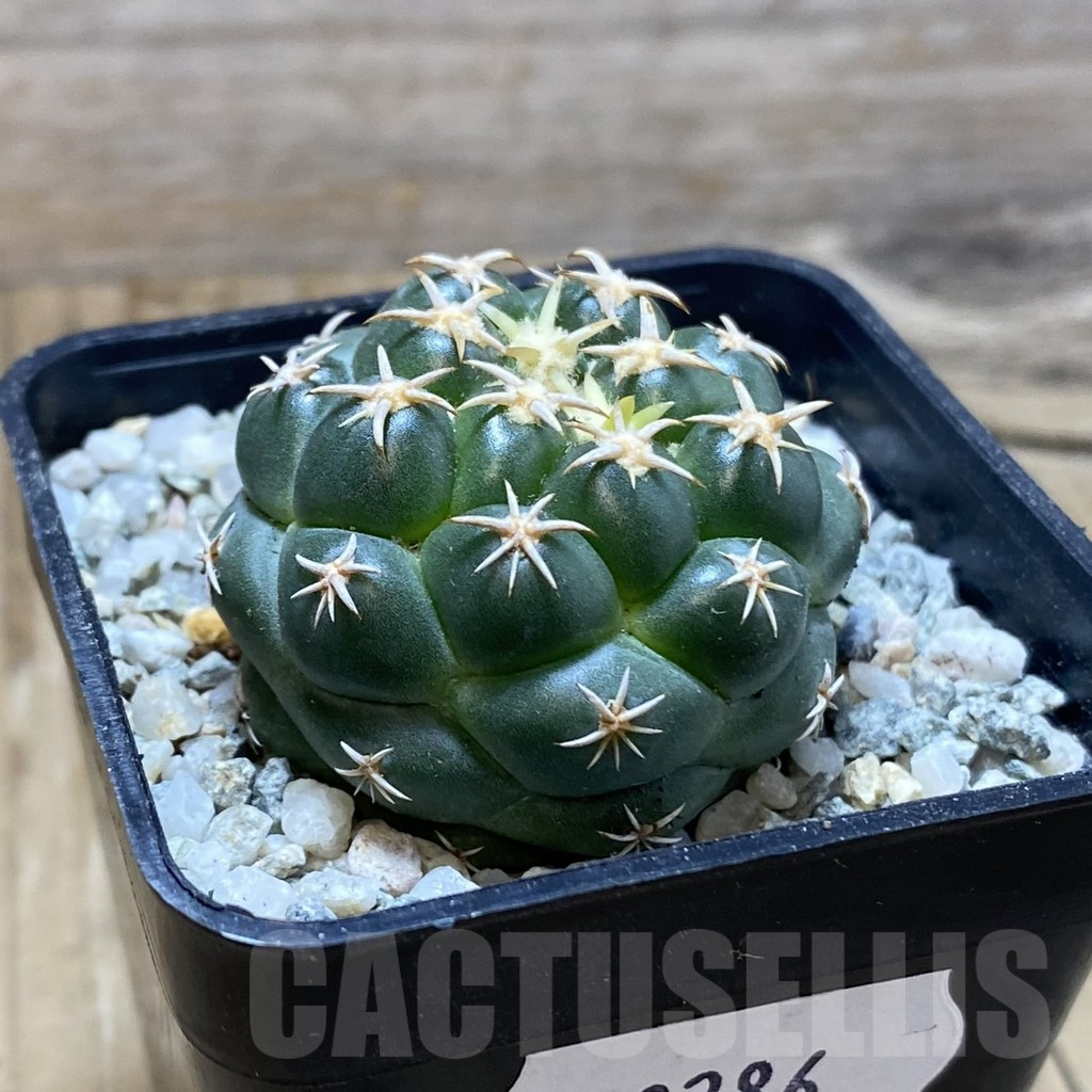 SH9286 Coryphantha elephantidens ‘Family’ - Image 2