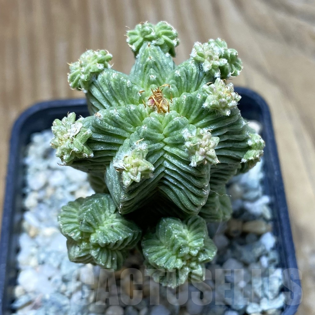 SH9287 Aztekium valdezii, grafted