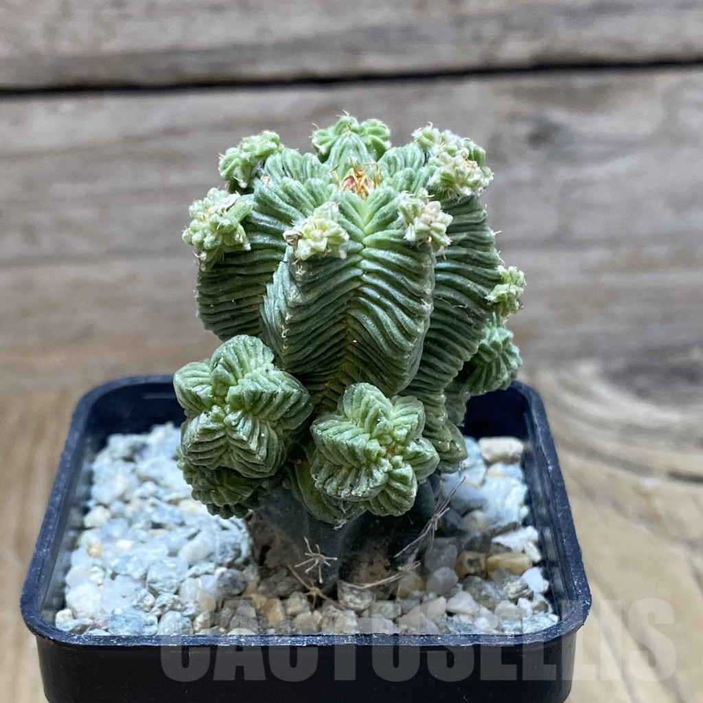 SH9287 Aztekium valdezii, grafted - Image 2