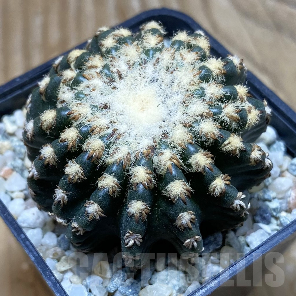 SH9289 Discocactus horstii