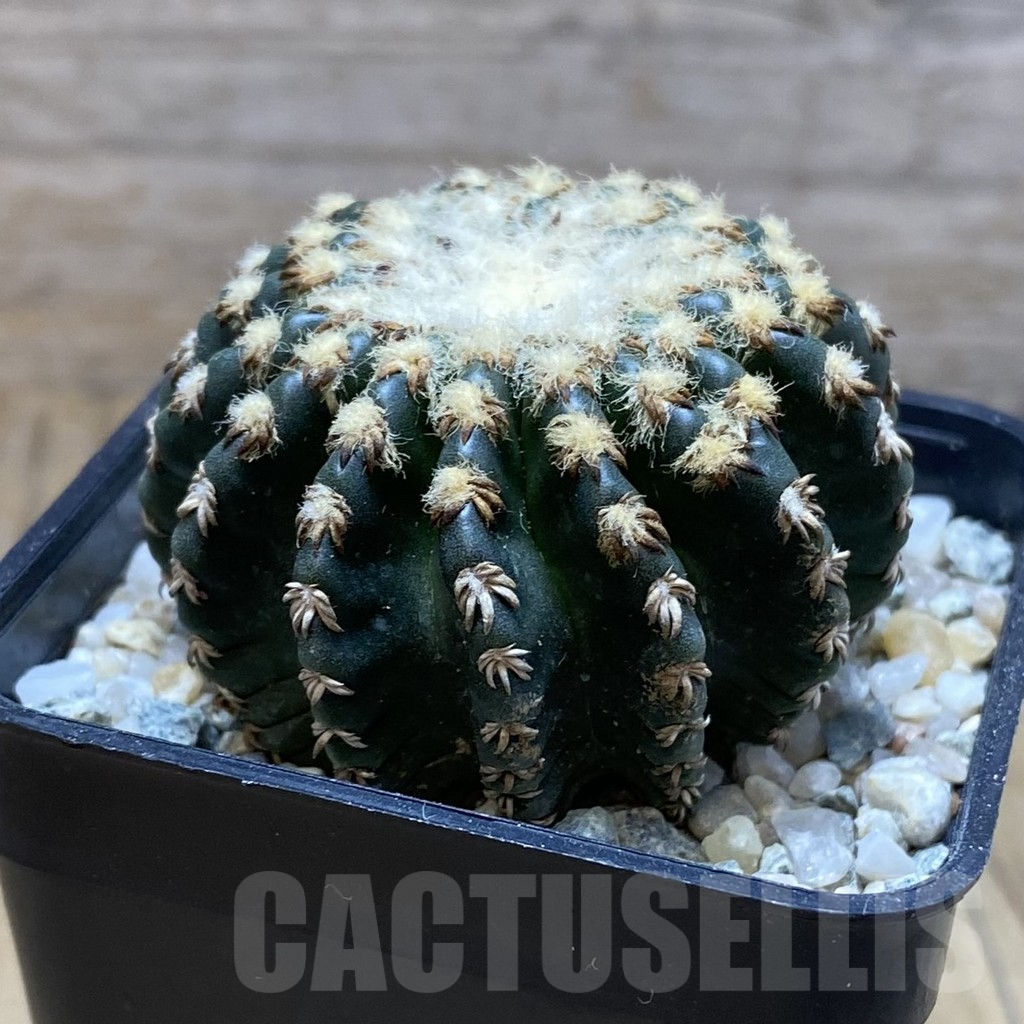 SH9289 Discocactus horstii - Image 2