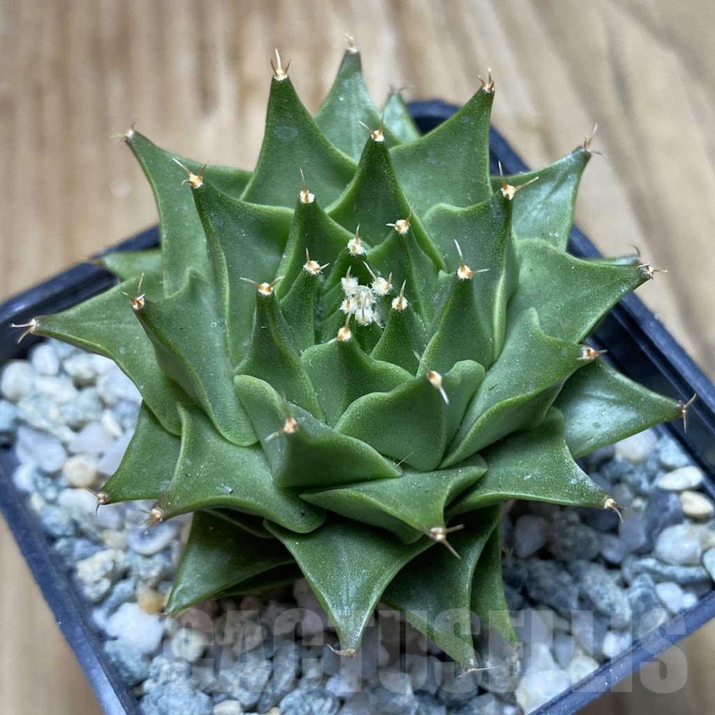 SH9290 Obregonia denegrii