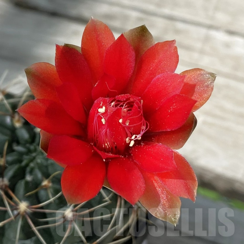 SH9275 Gymnocalycium baldianum