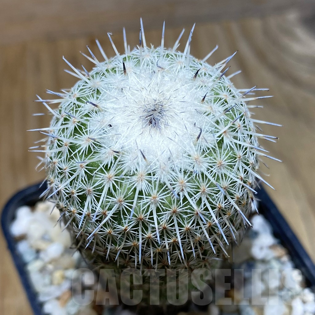 SH9291 Epithelantha micromeris v. unguispina