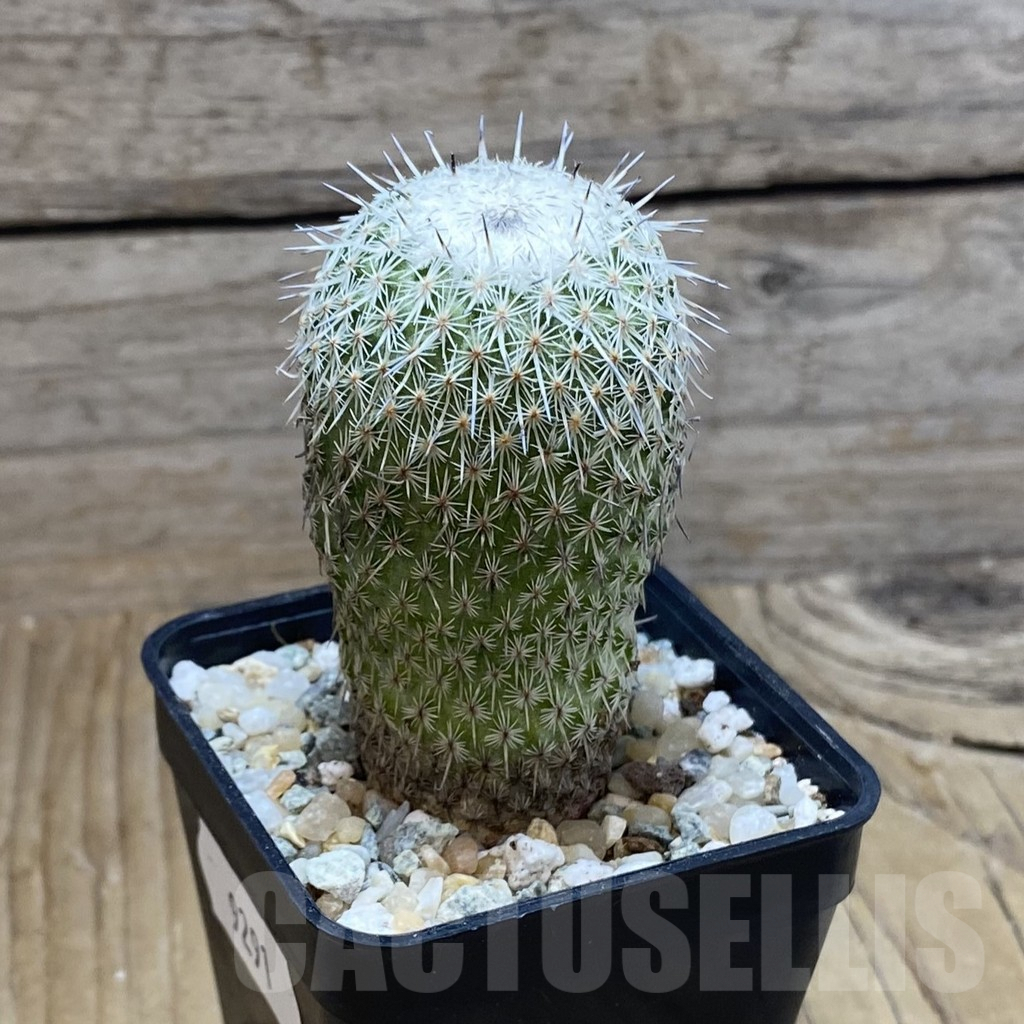 SH9291 Epithelantha micromeris v. unguispina - Image 2