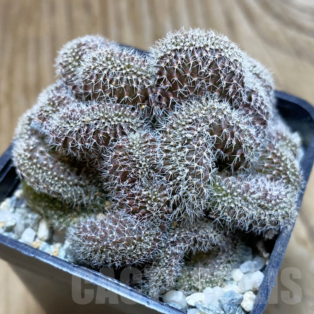 SH9292 Setiechinopsis mirabilis f. cristata - immagine 2