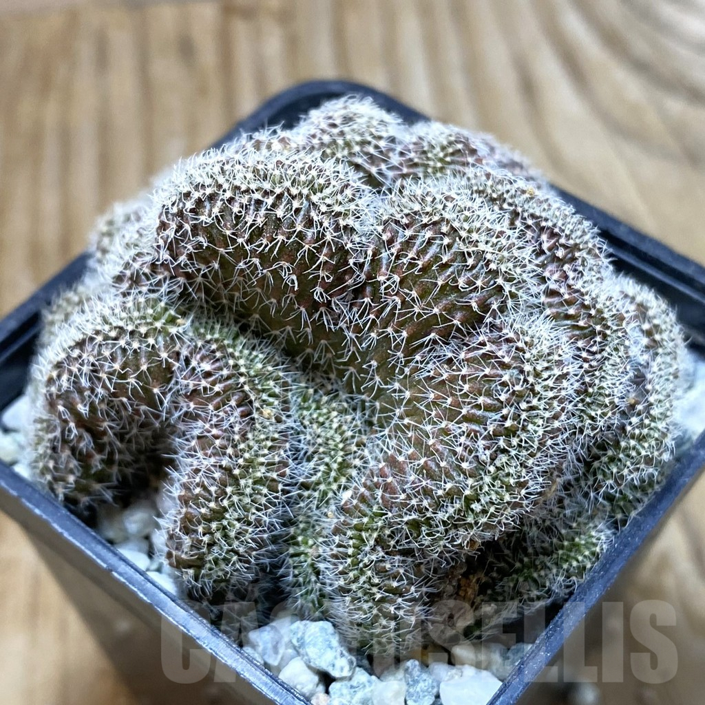 SH9292 Setiechinopsis mirabilis f. cristata