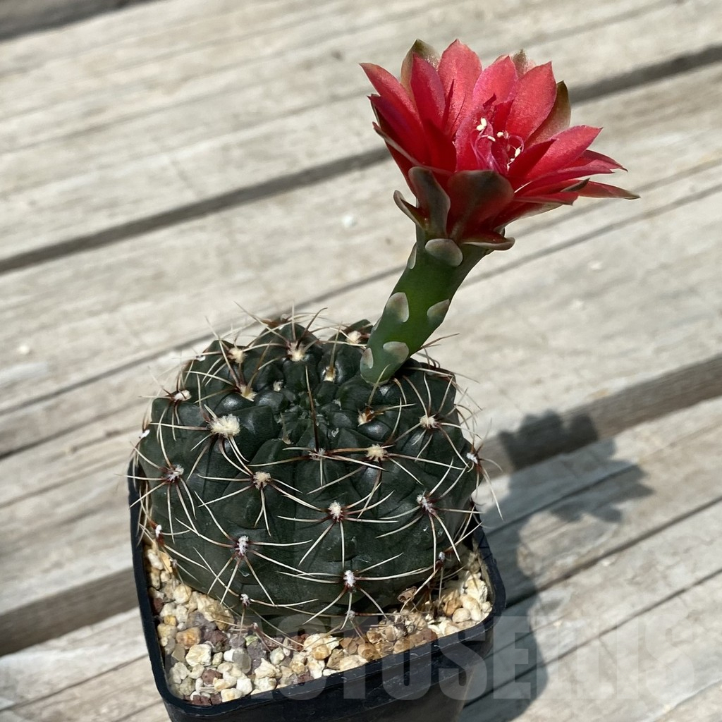 SH9275 Gymnocalycium baldianum - Image 2