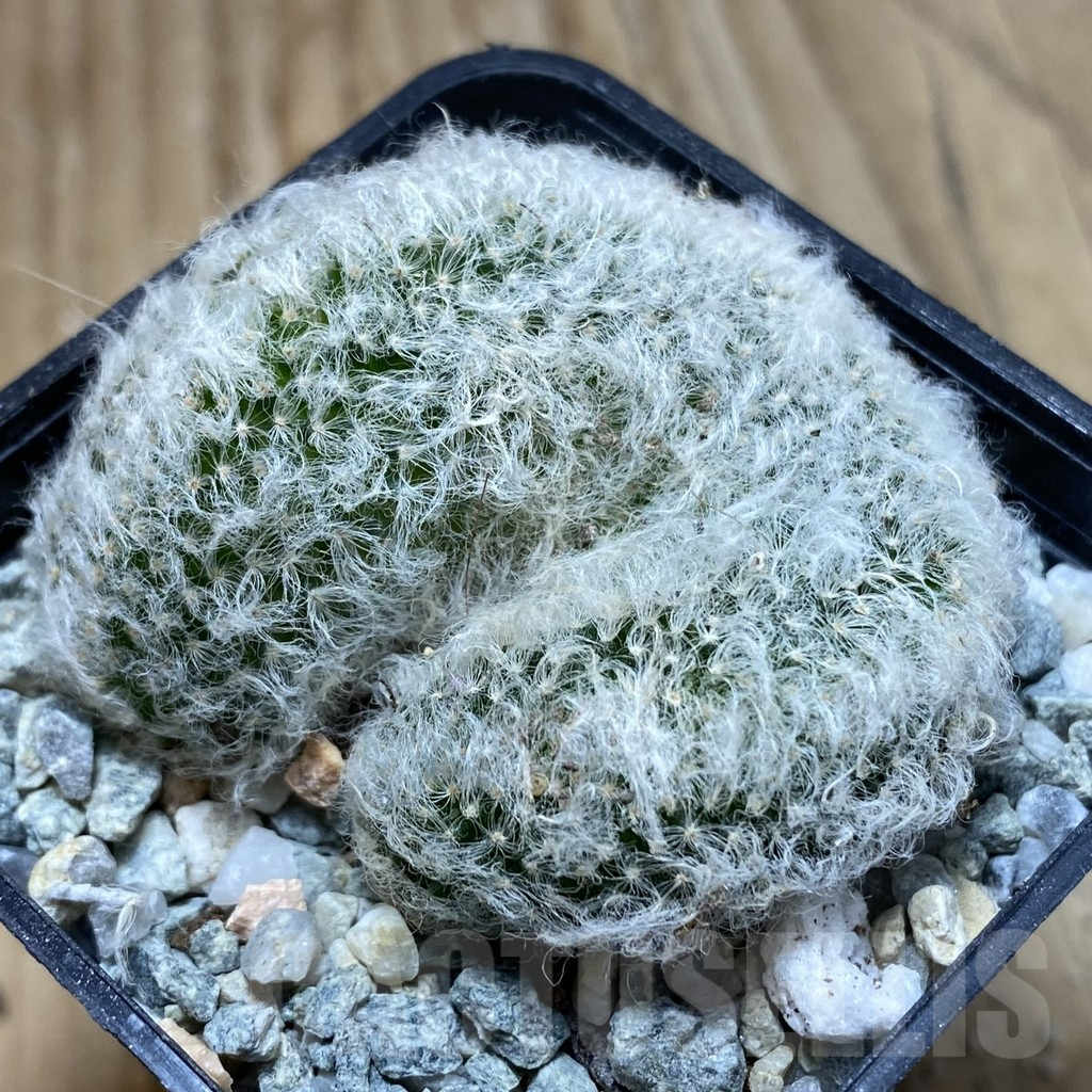 SH9297 Mammillaria albicoma f. cristata