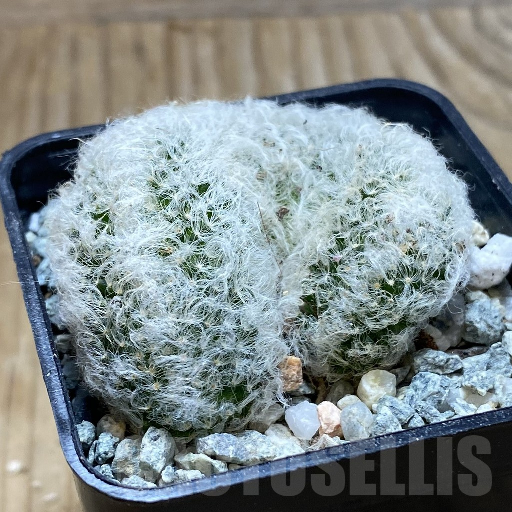 SH9297 Mammillaria albicoma f. cristata - immagine 2