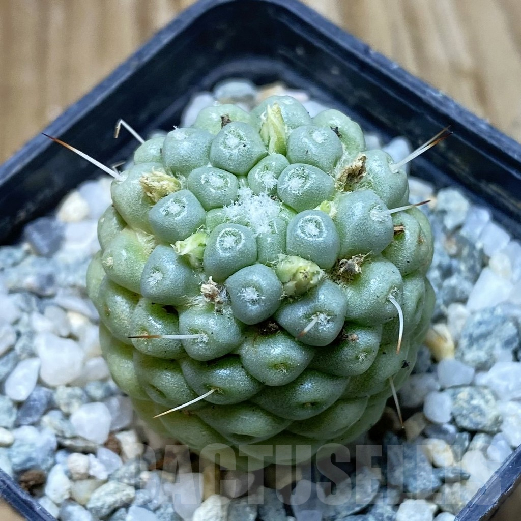SH9298 Mammillaria schumannii f. monstrosa