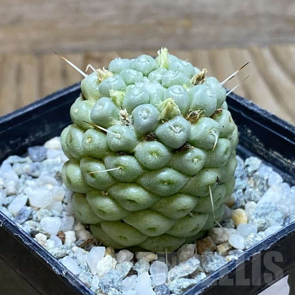 SH9298 Mammillaria schumannii f. monstrosa - immagine 2
