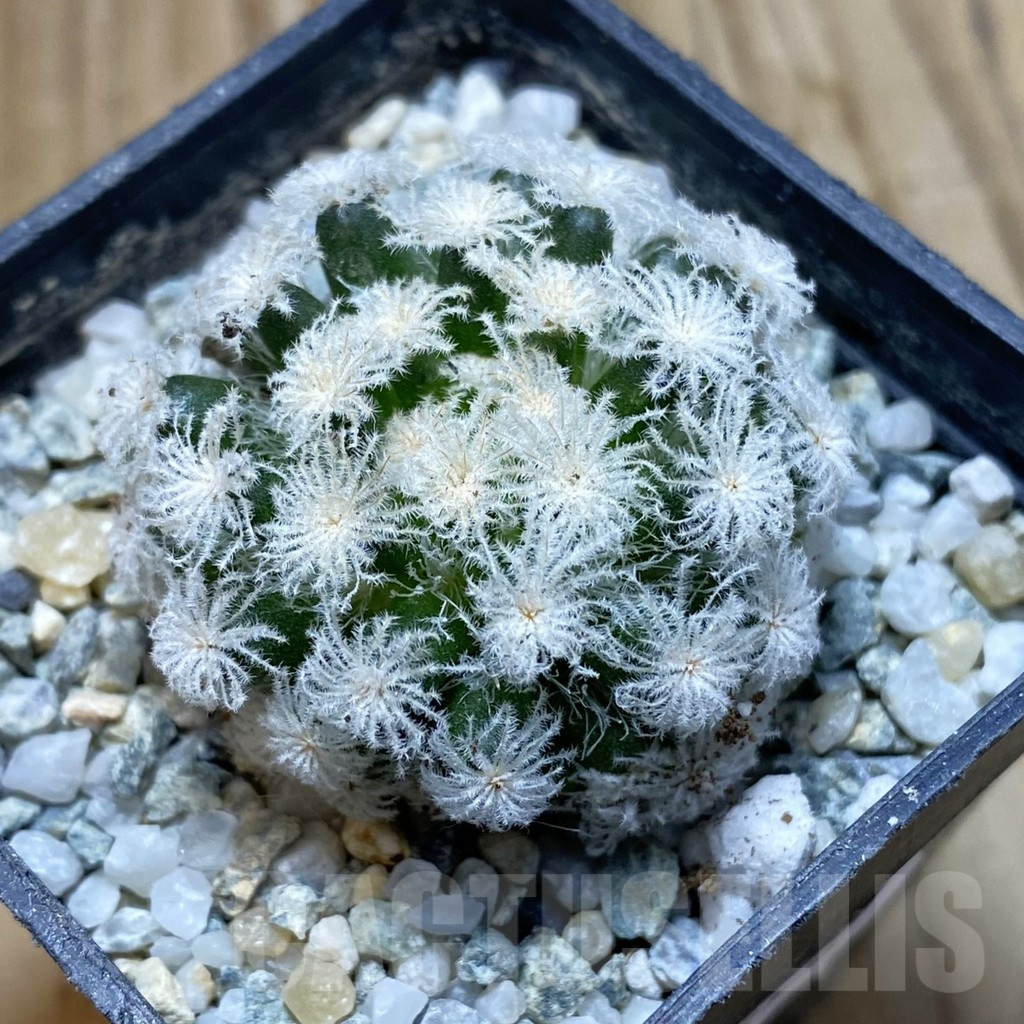 SH9299 Mammillaria plumosa ‘Snow’