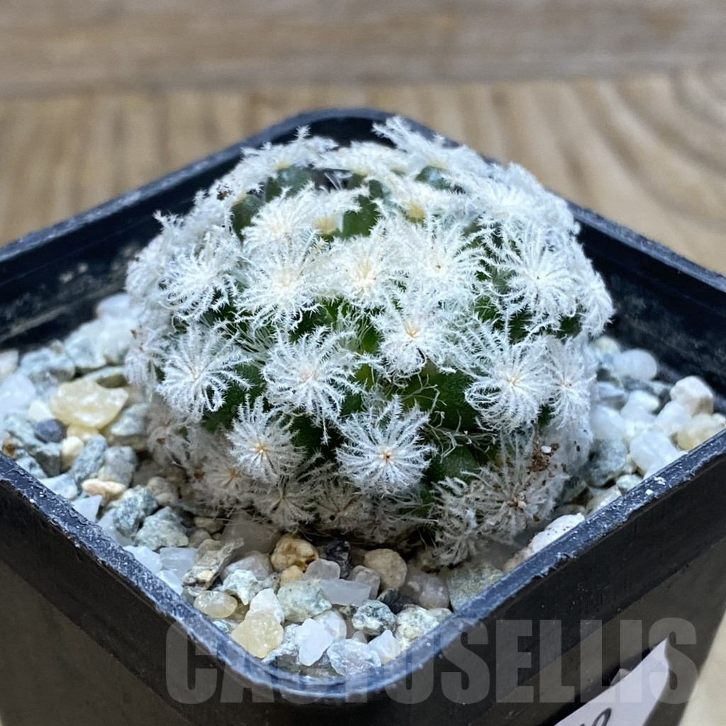 SH9299 Mammillaria plumosa ‘Snow’ - immagine 2