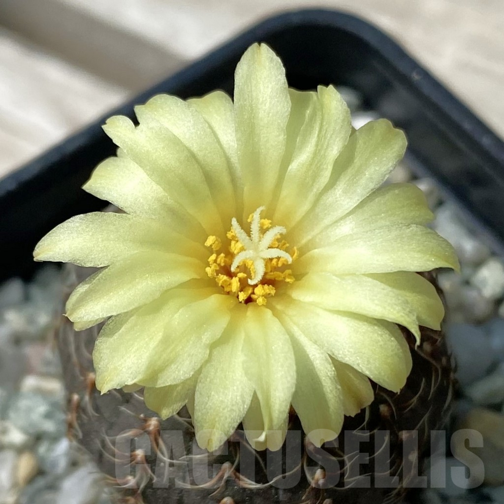 SH9276 Frailea asterioides