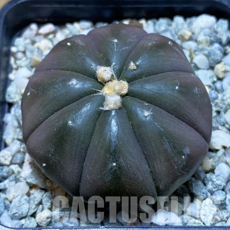SH9301 Astrophytum asterias ‘Purple Skin’