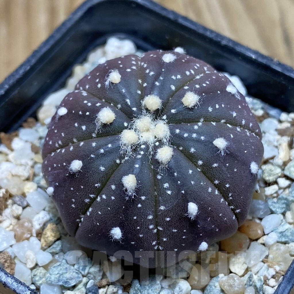 SH9302 Astrophytum asterias ‘Purple Skin’