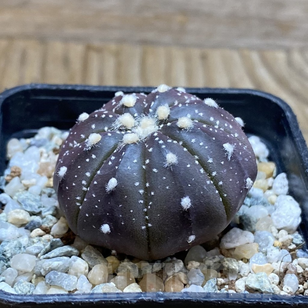 SH9302 Astrophytum asterias ‘Purple Skin’ - Image 2