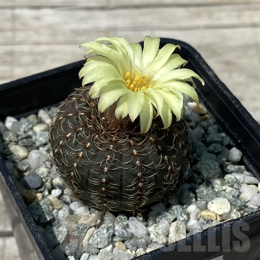 SH9276 Frailea asterioides - Image 2