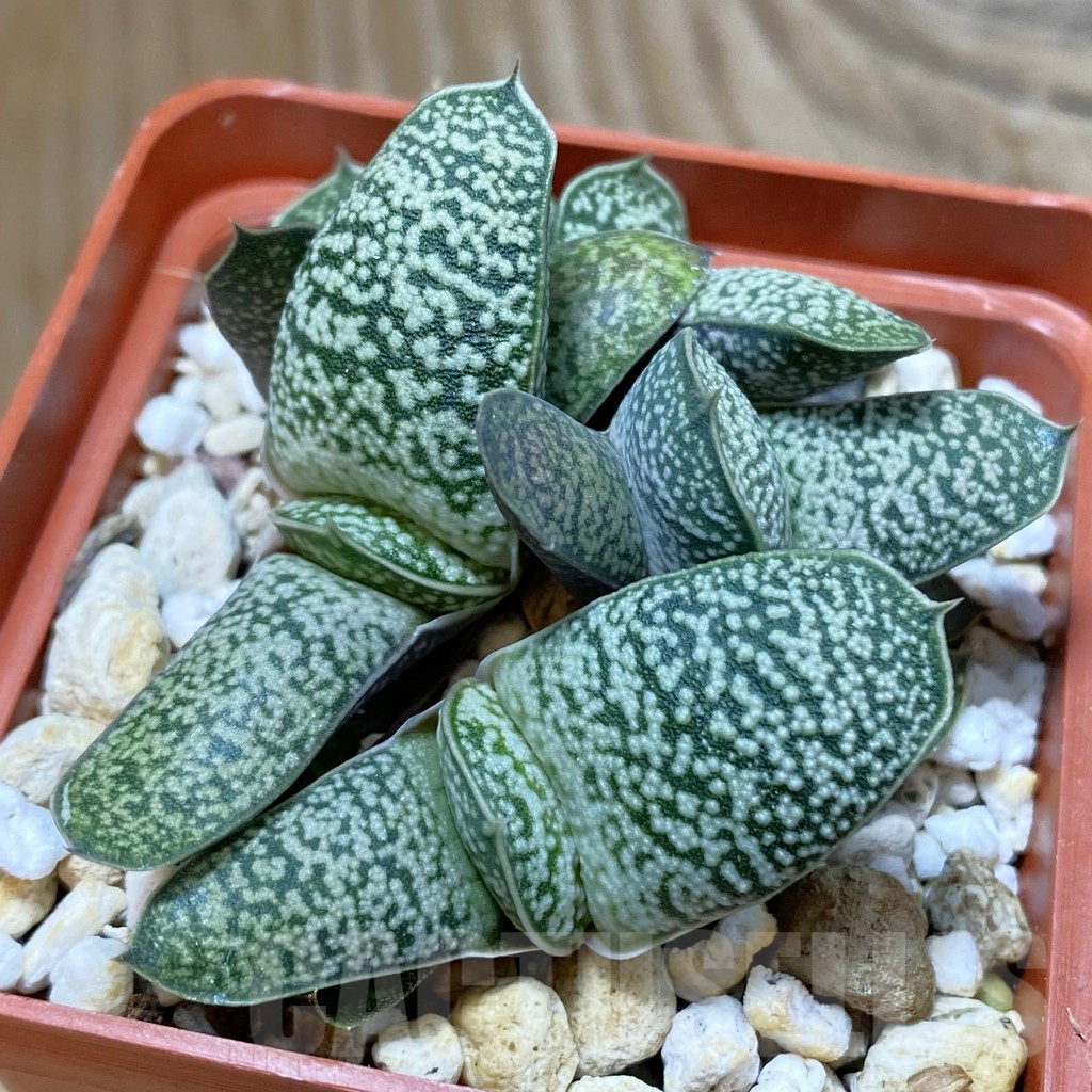 SH9410 Gasteria baylissiana hybrid