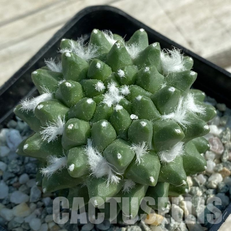 SH9440 Mammillaria bucareliensis ‘Erusamu’