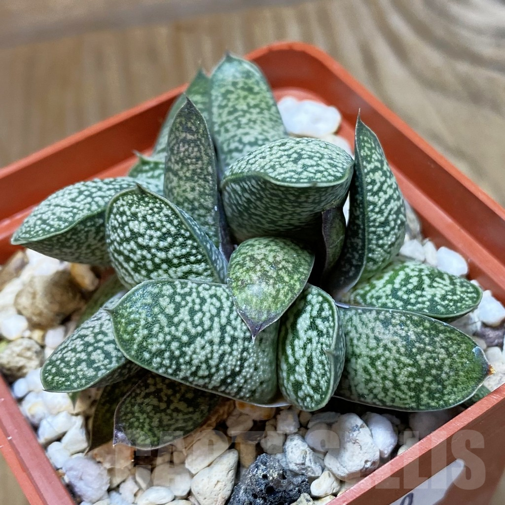 SH9410 Gasteria baylissiana hybrid - Obrázek 2