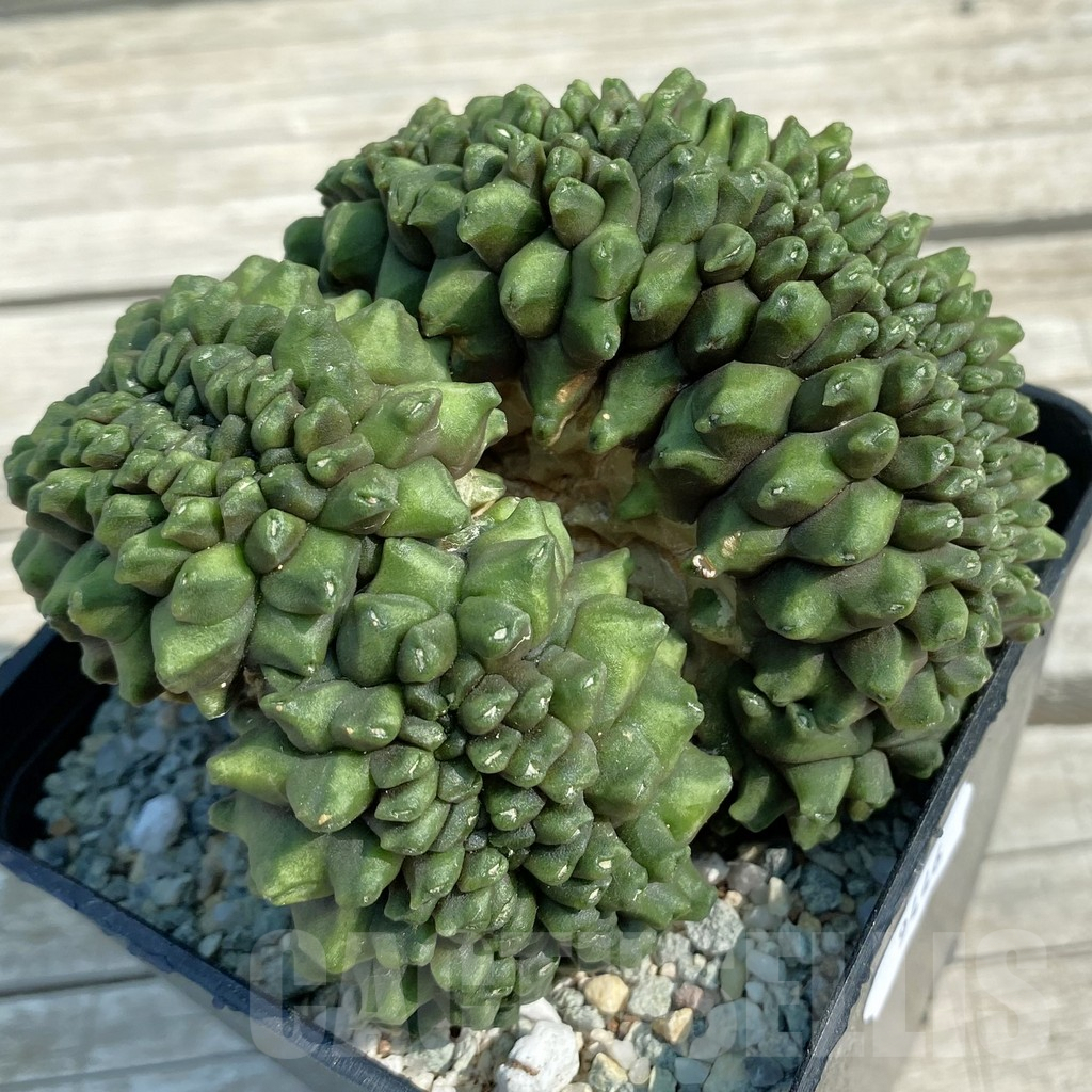 SH9446 Gymnocalycium mihanovichii ‘inermis’ f. cristata