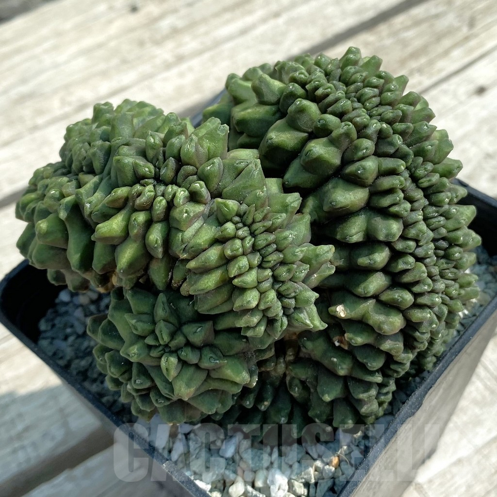 SH9446 Gymnocalycium mihanovichii ‘inermis’ f. cristata - Image 2