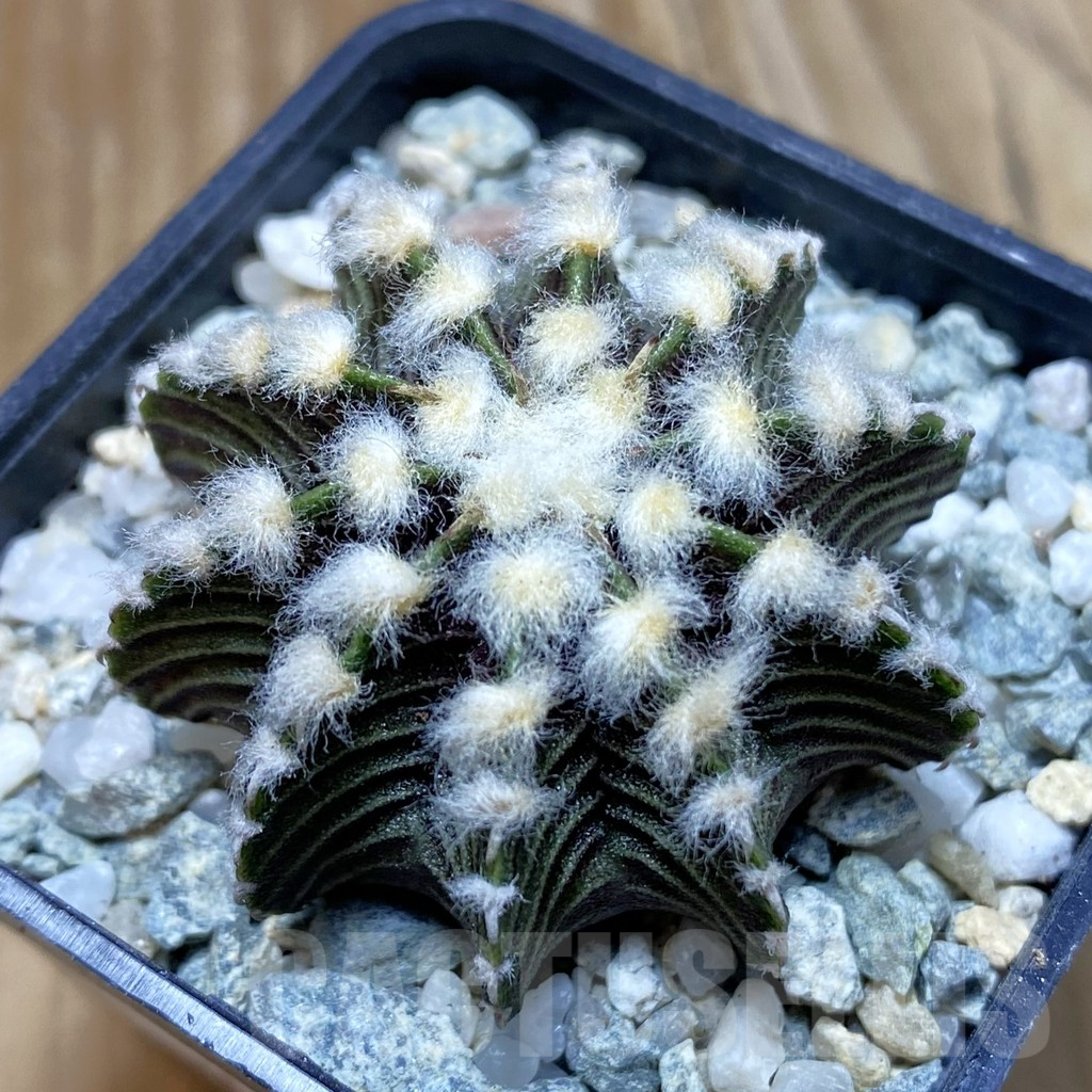 SH9448 Gymnocalycium friedrichii VOS1211, select form, seedling