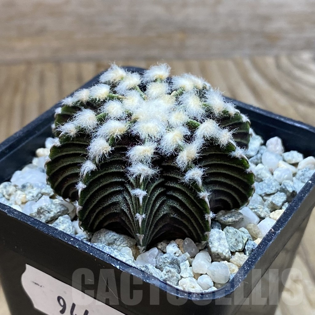 SH9448 Gymnocalycium friedrichii VOS1211, select form, seedling - 画像 (2)