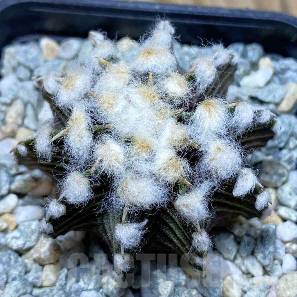 SH9449 Gymnocalycium friedrichii VOS1211, select form, seedling
