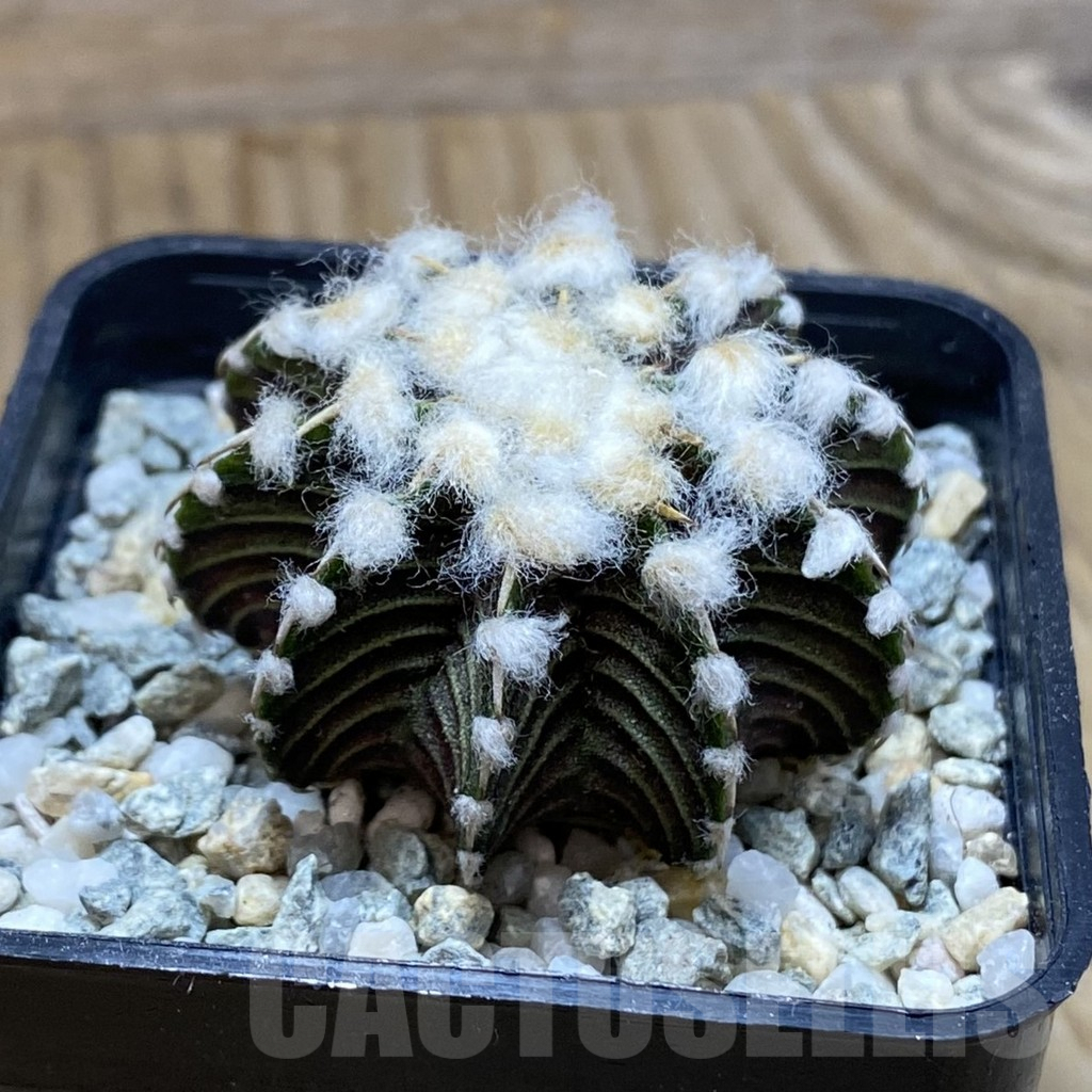 SH9449 Gymnocalycium friedrichii VOS1211, select form, seedling - 画像 (2)