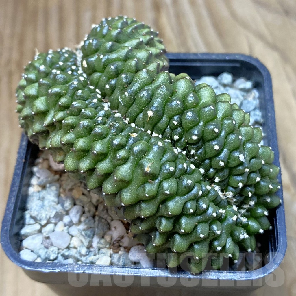 SH9450 Gymnocalycium mihanovichii ‘inermis’ f. cristata