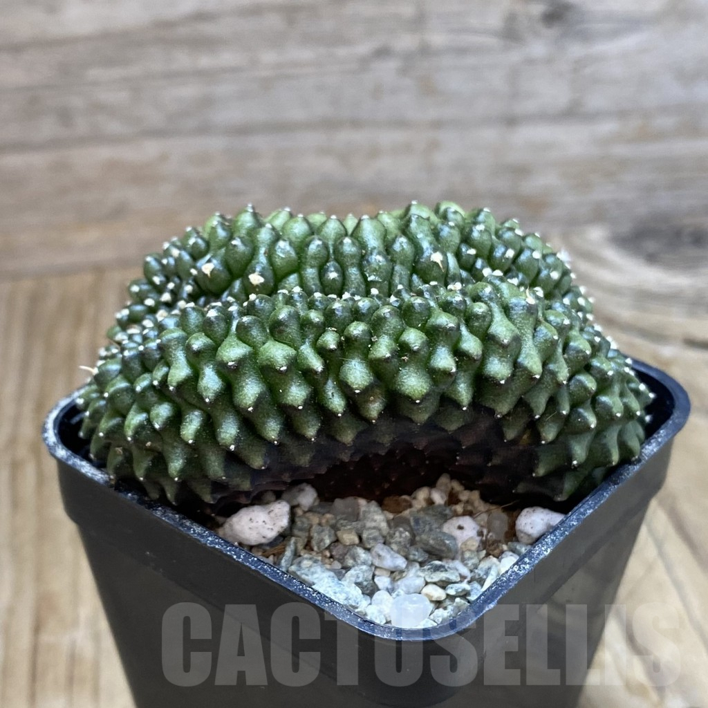 SH9450 Gymnocalycium mihanovichii ‘inermis’ f. cristata - Image 2