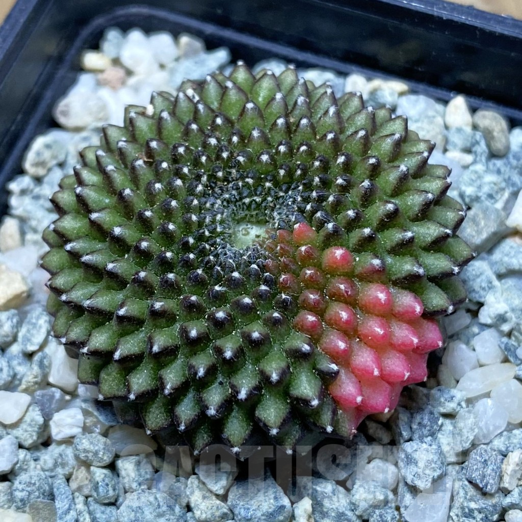 SH9452 Gymnocalycium mihanovichii 'inermis' f. variegata