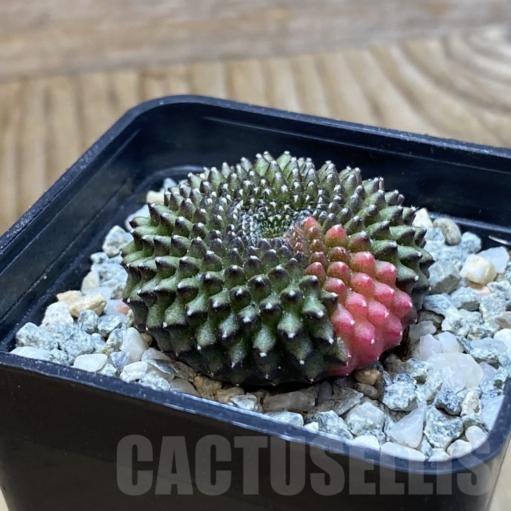 SH9452 Gymnocalycium mihanovichii 'inermis' f. variegata - Image 2