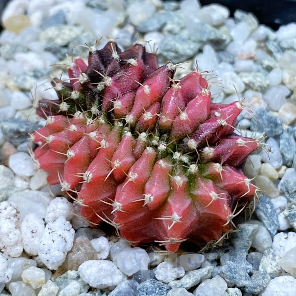 SH9453 Gymnocalycium mihanovichii f. variegata cristata