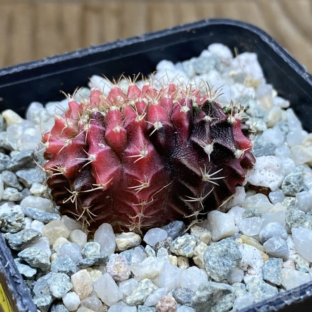 SH9453 Gymnocalycium mihanovichii f. variegata cristata - Image 2
