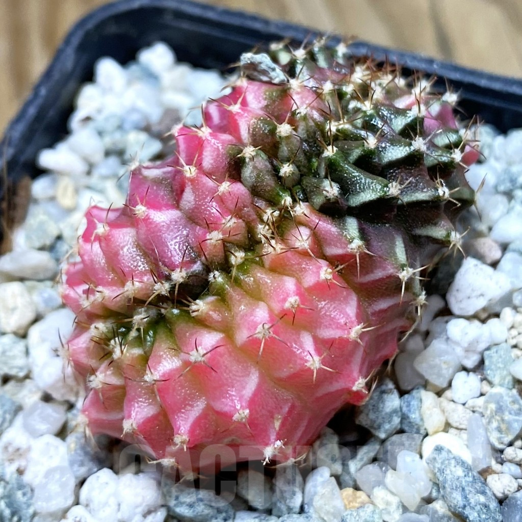 SH9454 Gymnocalycium mihanovichii f. variegata cristata