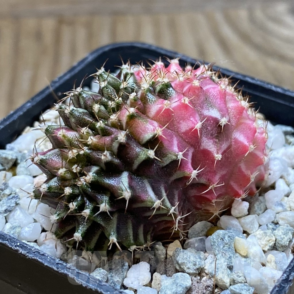 SH9454 Gymnocalycium mihanovichii f. variegata cristata - Image 2