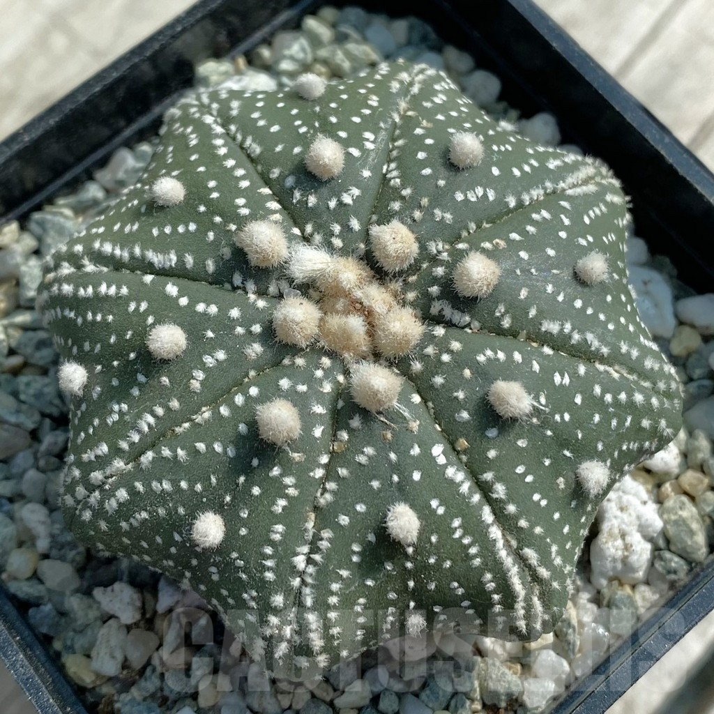 SH9456 Astrophytum asterias ‘Star Shape’