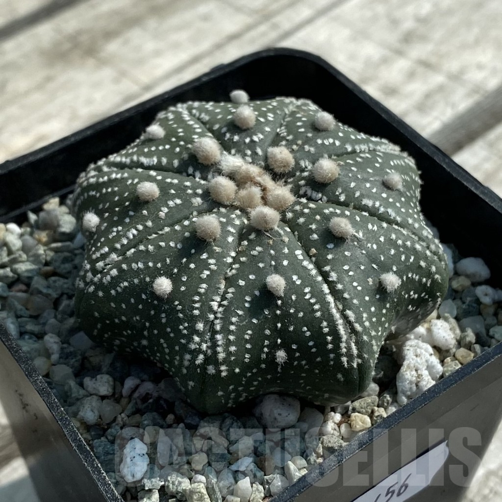 SH9456 Astrophytum asterias ‘Star Shape’ - Image 2