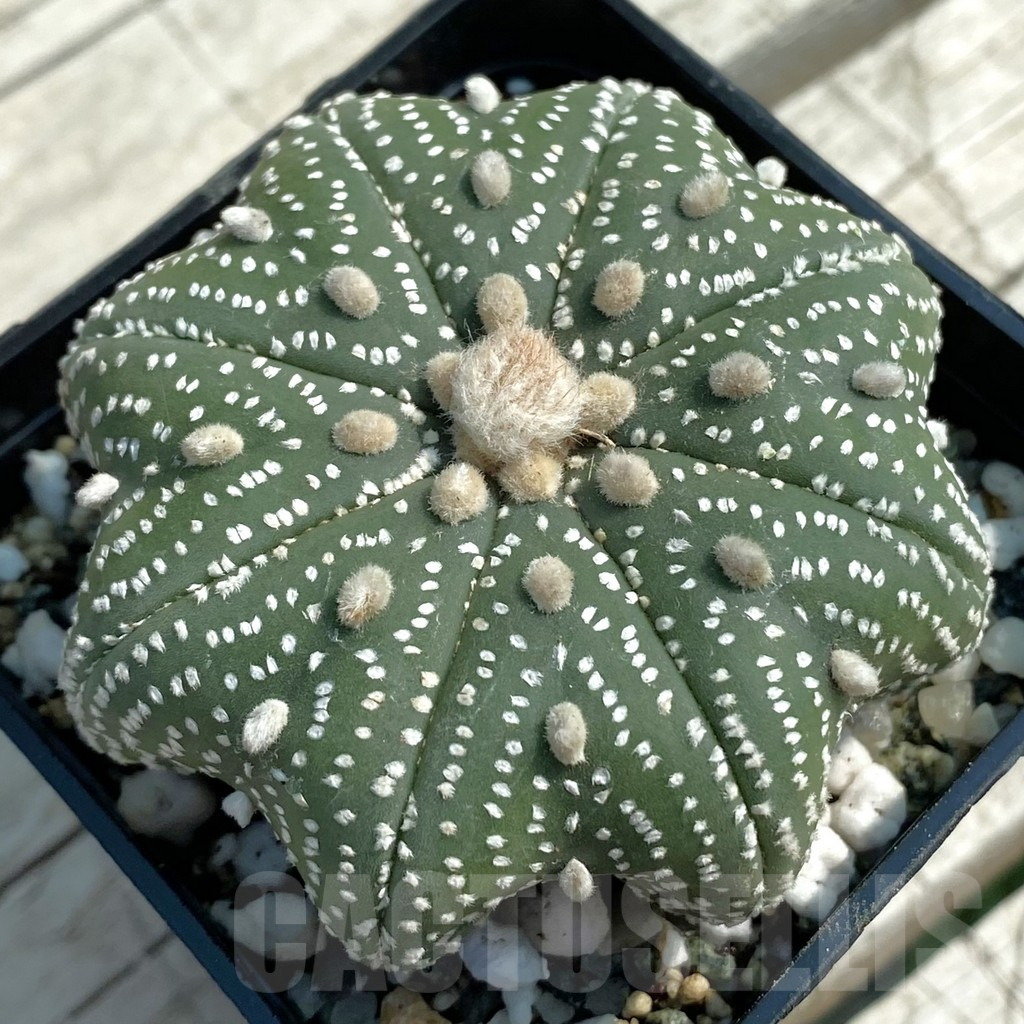 SH9457 Astrophytum asterias ‘Star Shape’