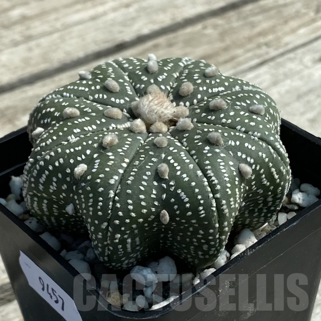 SH9457 Astrophytum asterias ‘Star Shape’ – Image 2